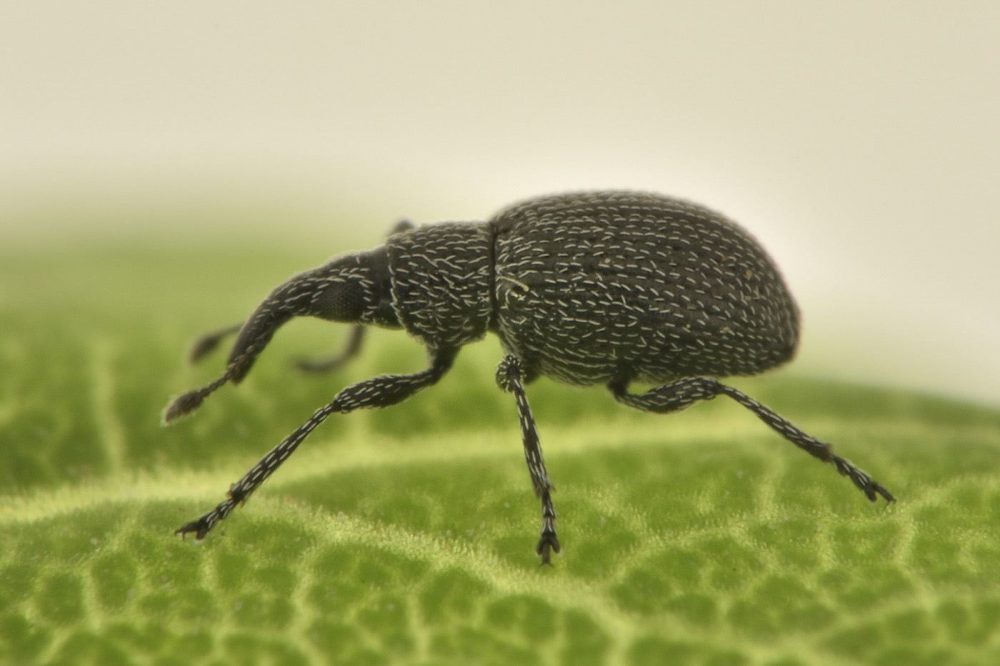 Apionidae: Pseudoperapion sp?
